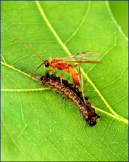 Image:Aleiodes indiscretus wasp parasitizing gypsy moth caterpillar.jpg