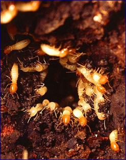 Image:Nest of Formosan subterranean termites.jpg